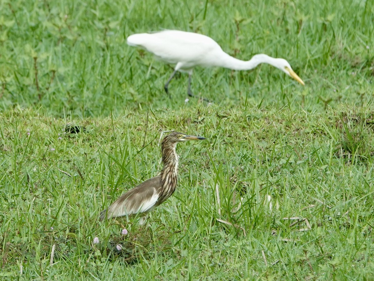 Chinese Pond-Heron - ML618601059