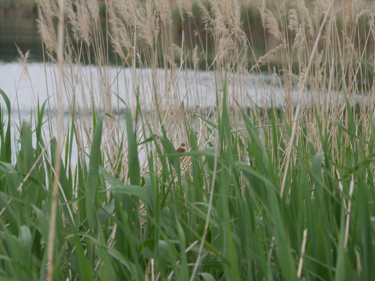 Common Reed Warbler - ML618601073