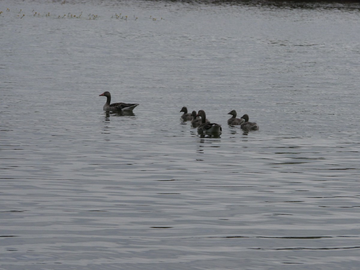 Graylag Goose - ML618601131