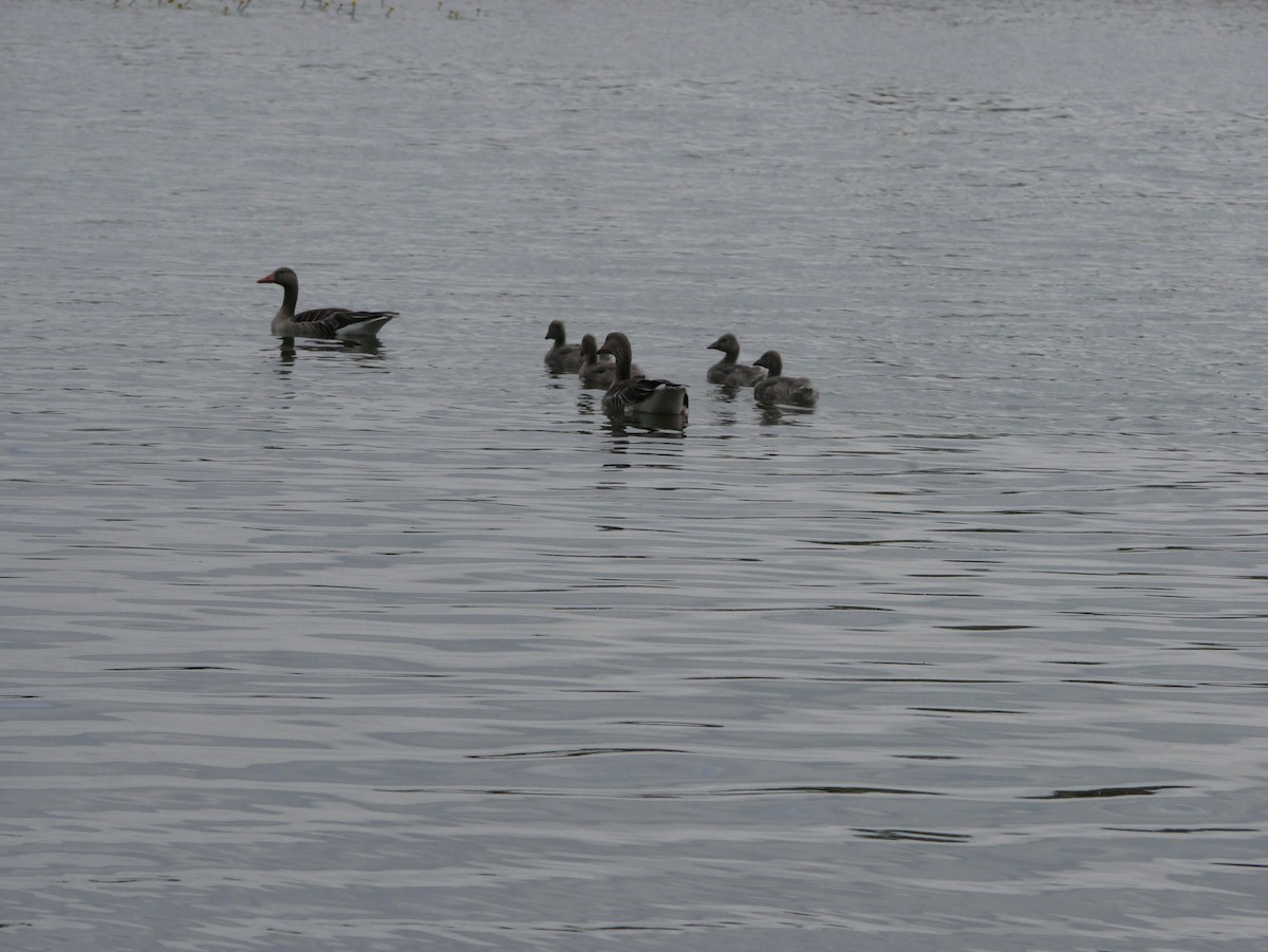 Graylag Goose - ML618601132