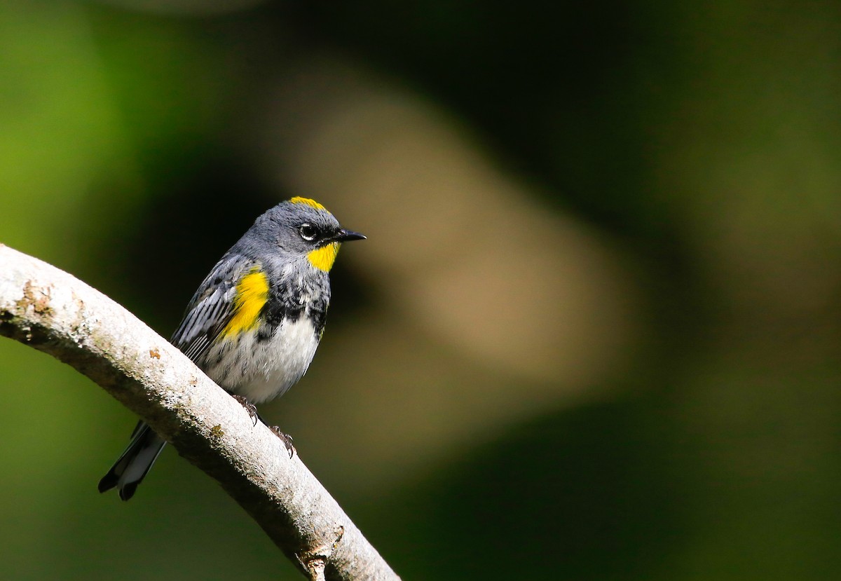 Yellow-rumped Warbler - ML618601139