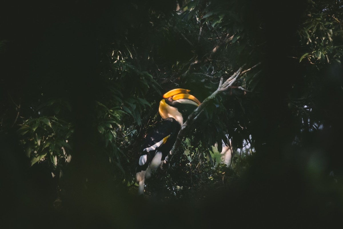 Great Hornbill - Andrew Real