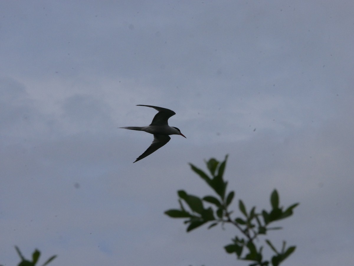 Common Tern - ML618601162