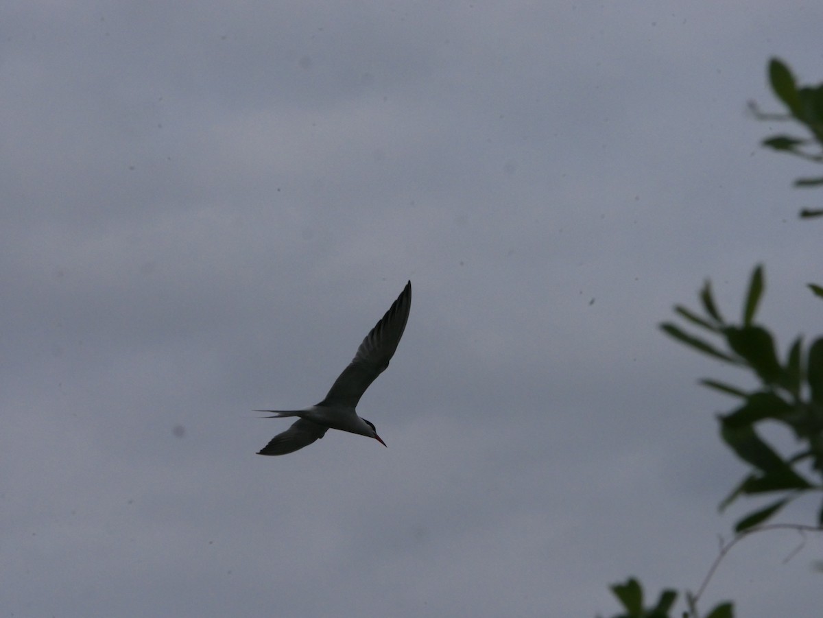 Common Tern - ML618601163