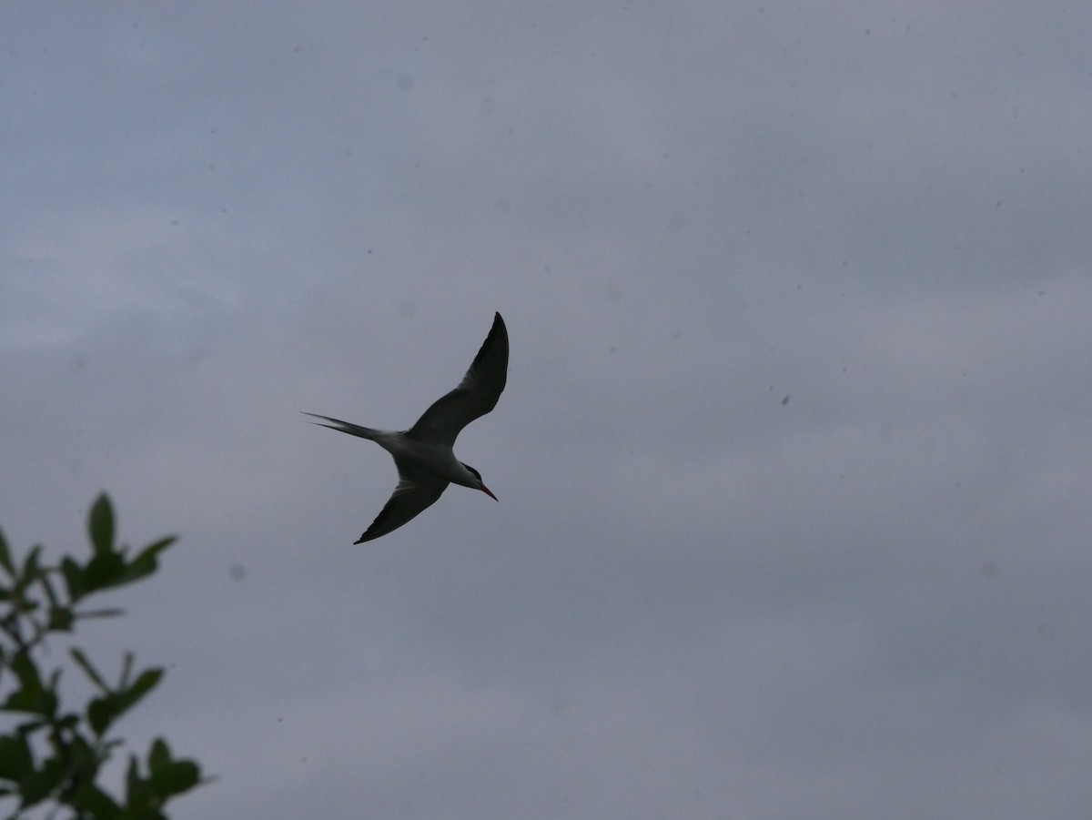 Common Tern - ML618601164