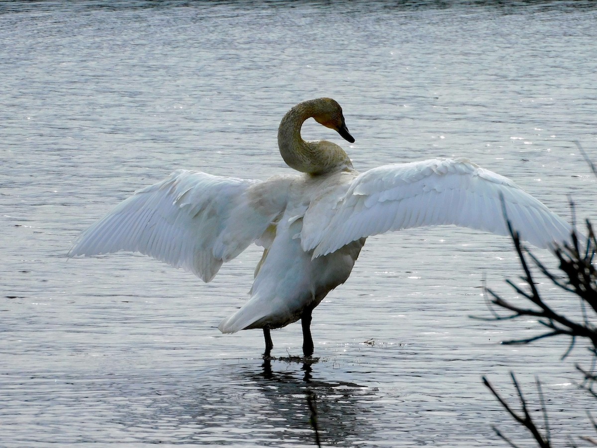 Trumpeter Swan - ML618601169