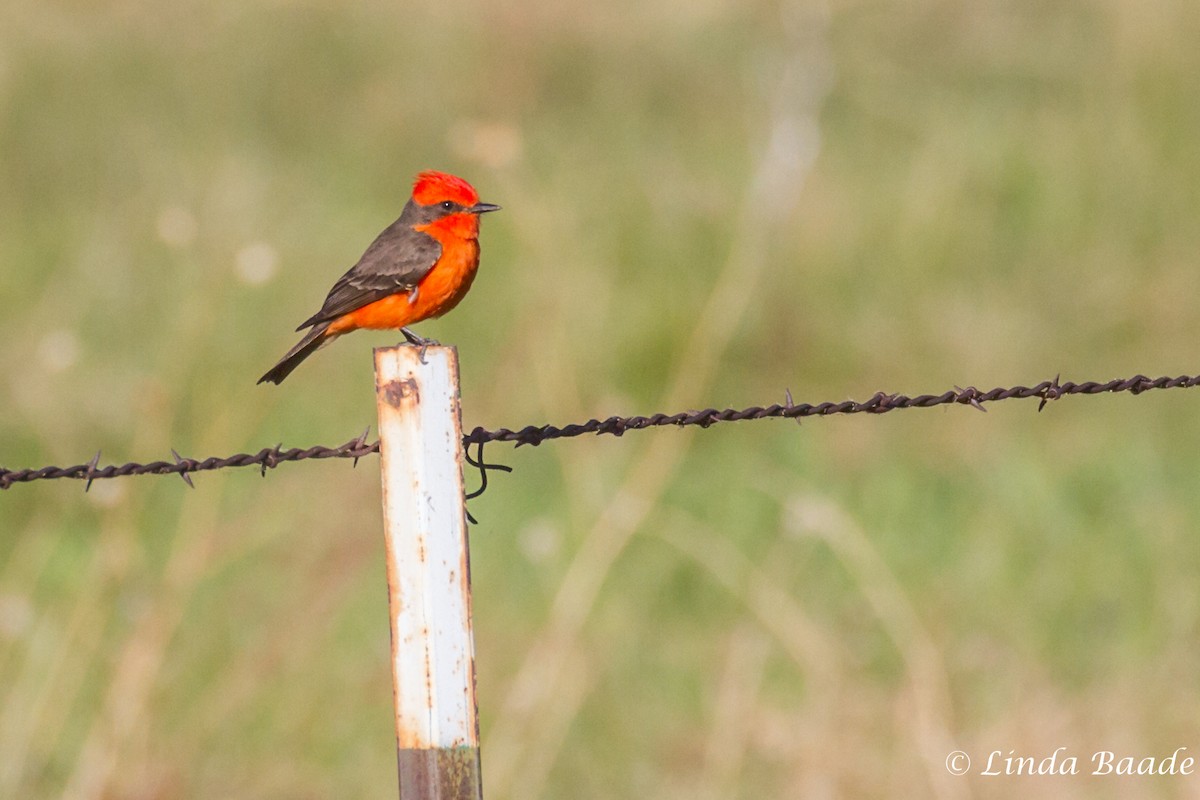 Vermilion Flycatcher - Gerry and Linda Baade
