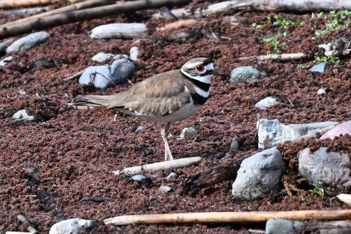 Killdeer - ML618601227