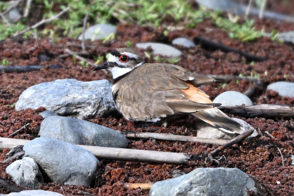 Killdeer - Larry Jordan