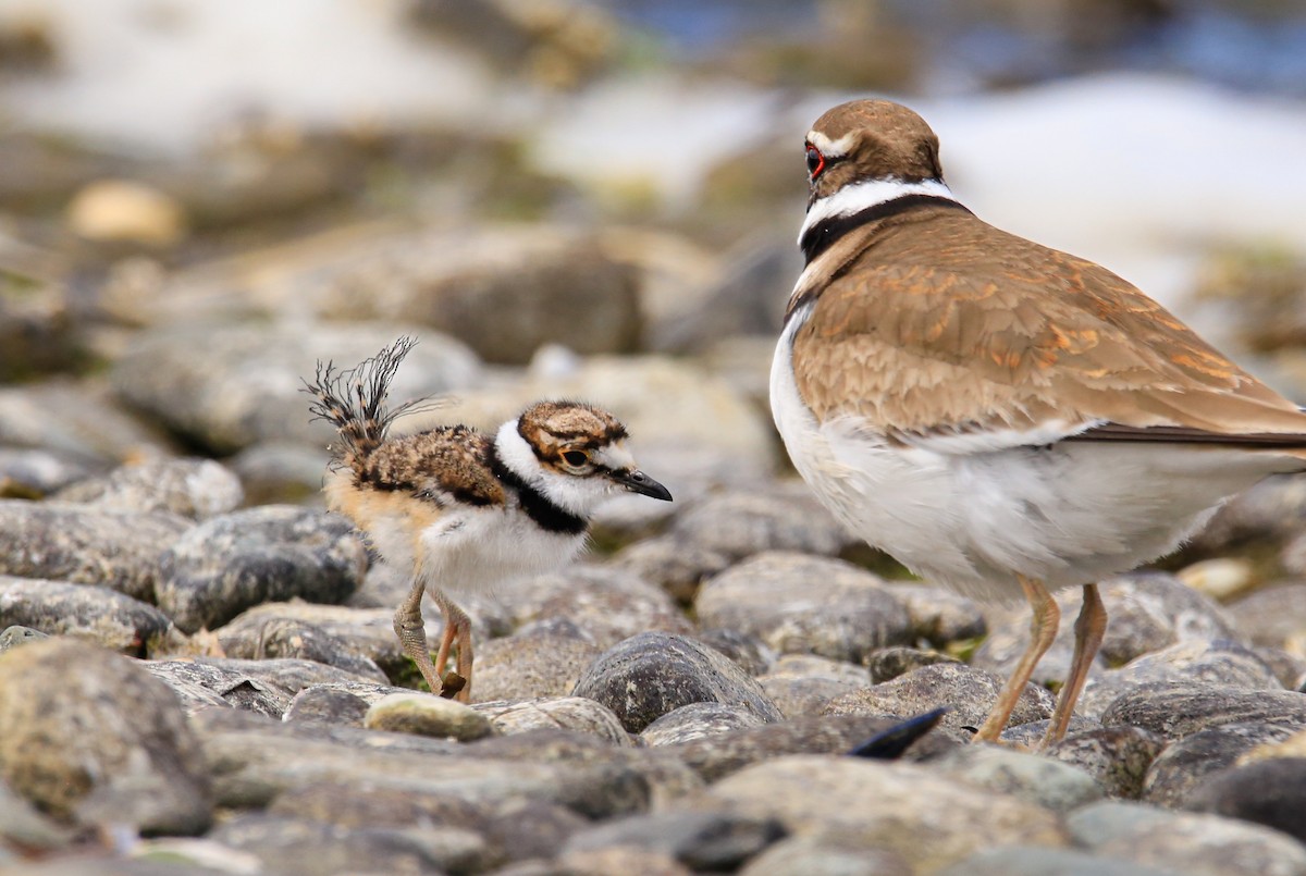 Killdeer - ML618601259