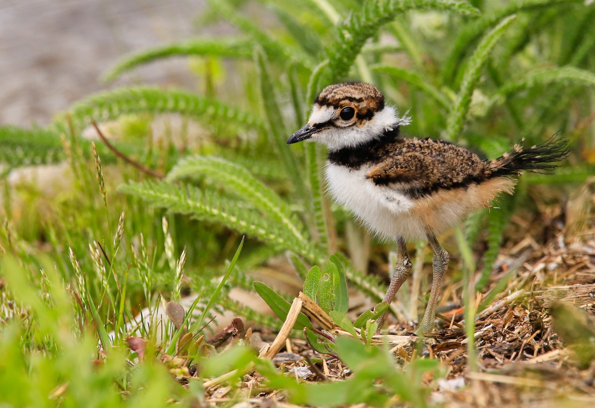 Killdeer - ML618601260