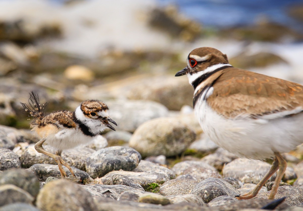 Killdeer - ML618601261