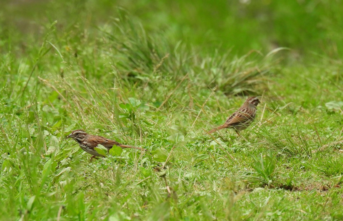 Song Sparrow - ML618601263