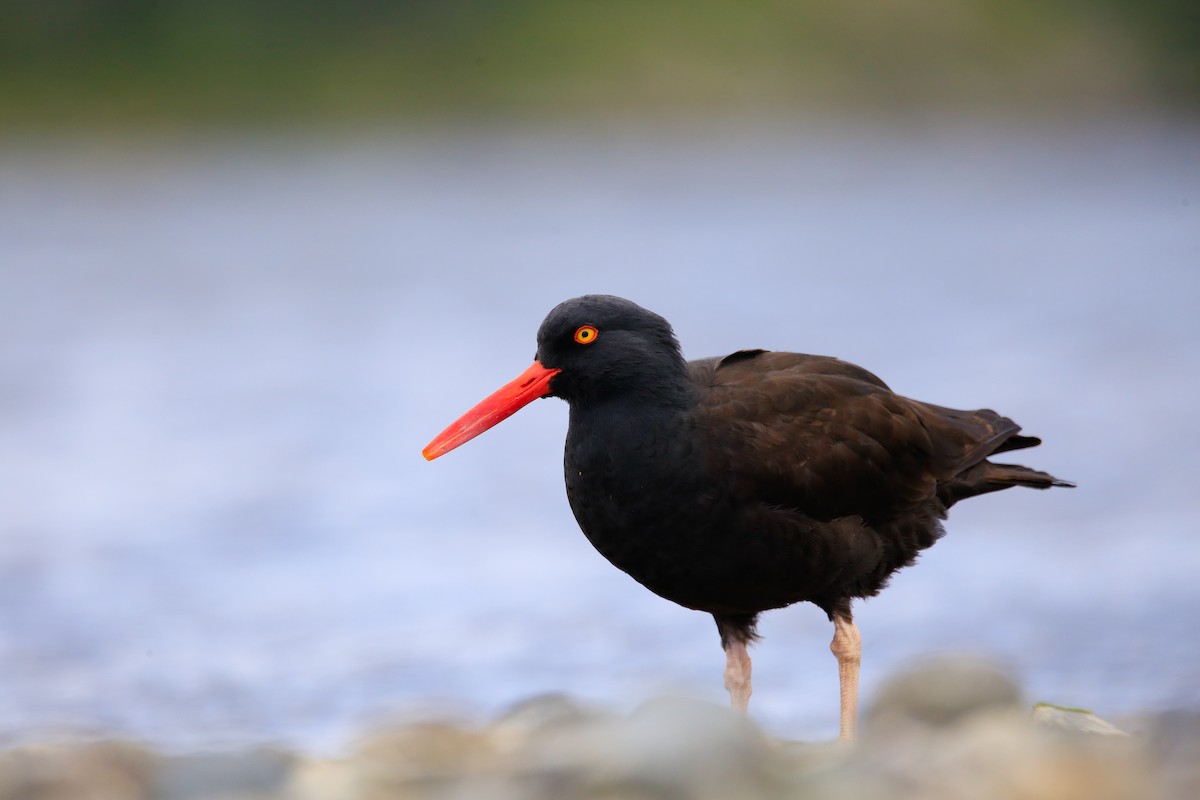 Black Turnstone - ML618601279