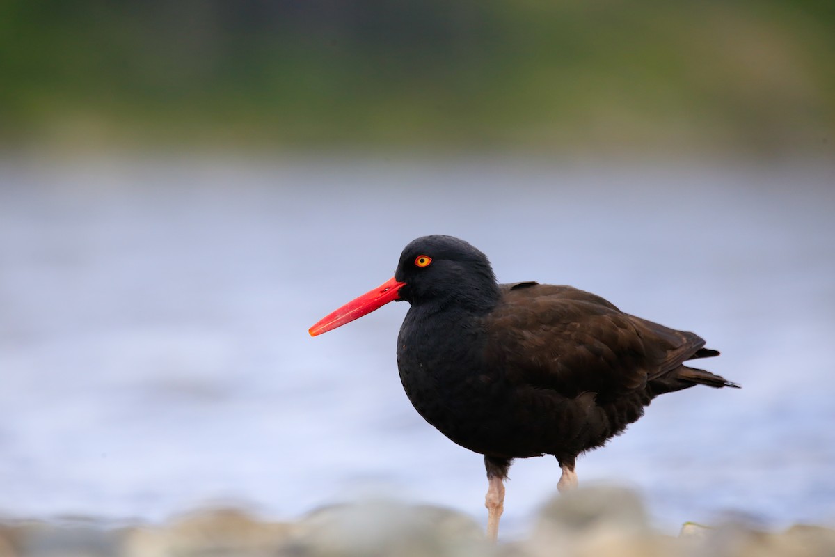 Black Turnstone - ML618601280