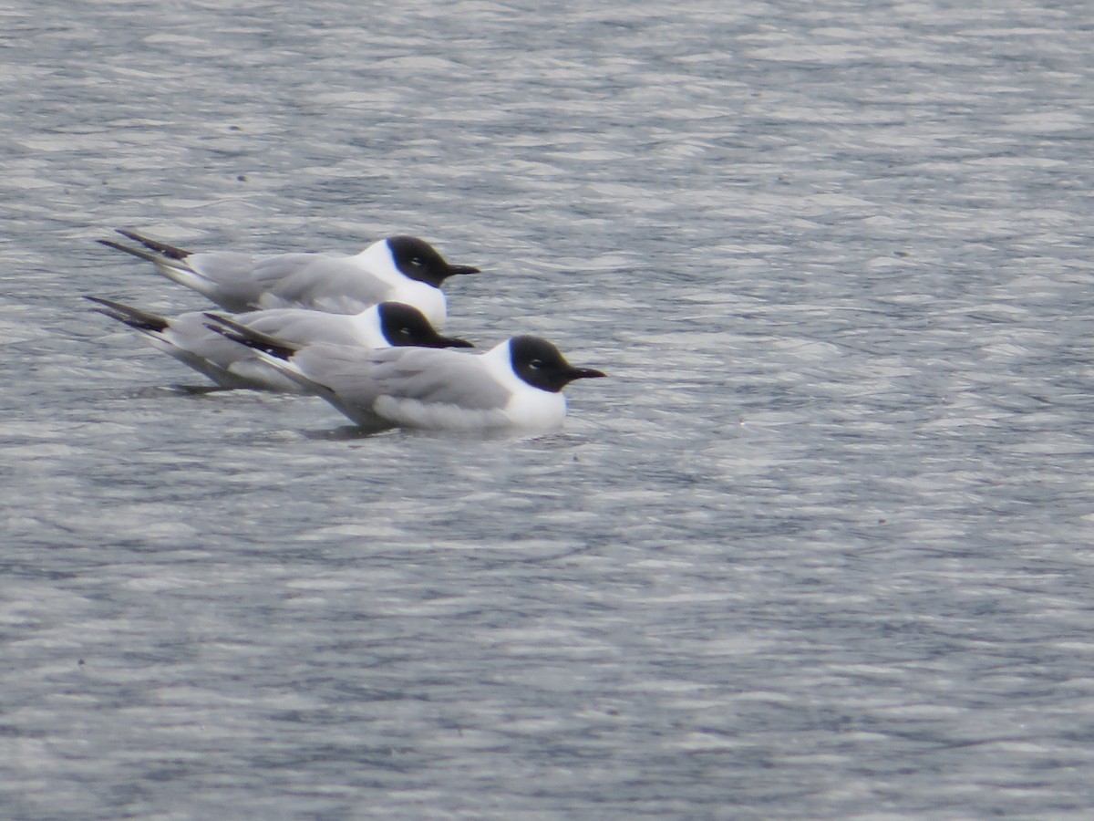 Bonaparte's Gull - ML618601282