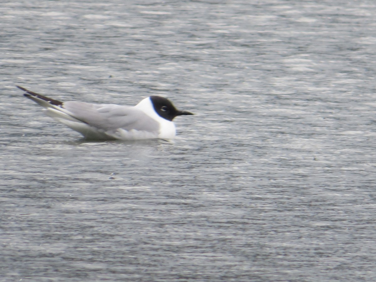 Mouette de Bonaparte - ML618601283