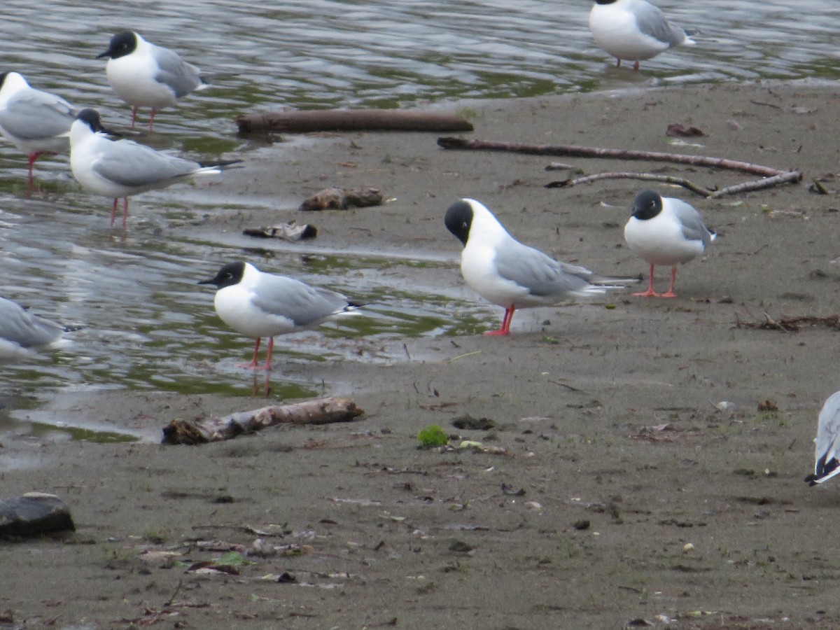 Bonaparte's Gull - ML618601284