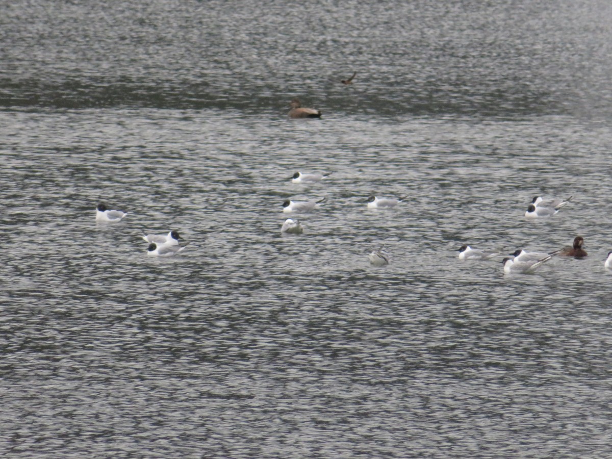 Bonaparte's Gull - ML618601287