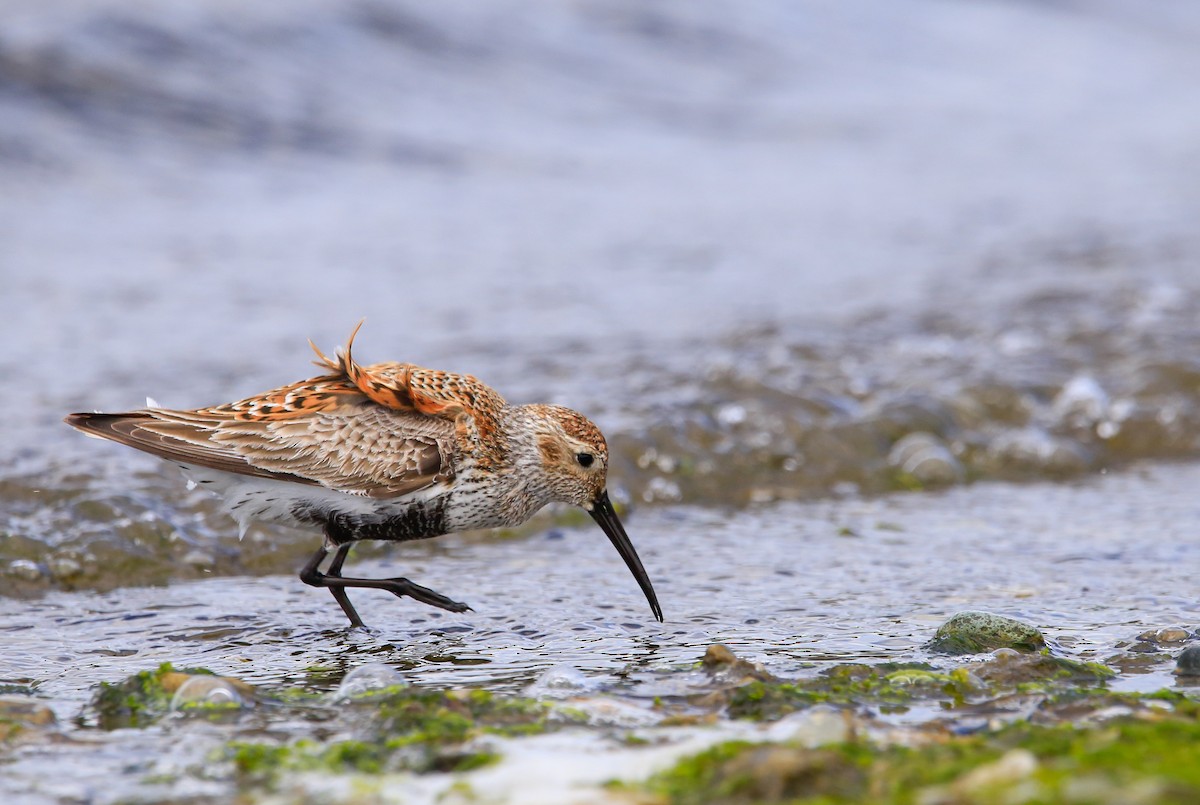 Dunlin - ML618601299