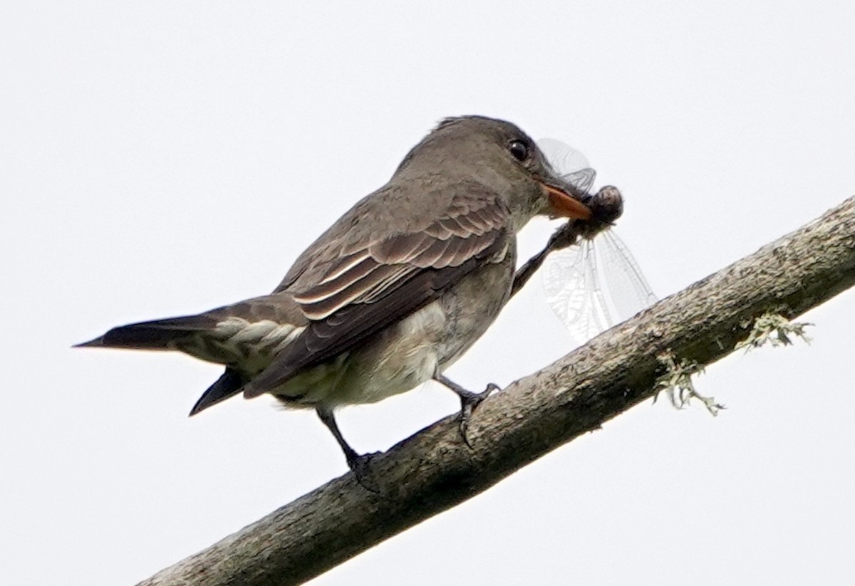 Olive-sided Flycatcher - ML618601309