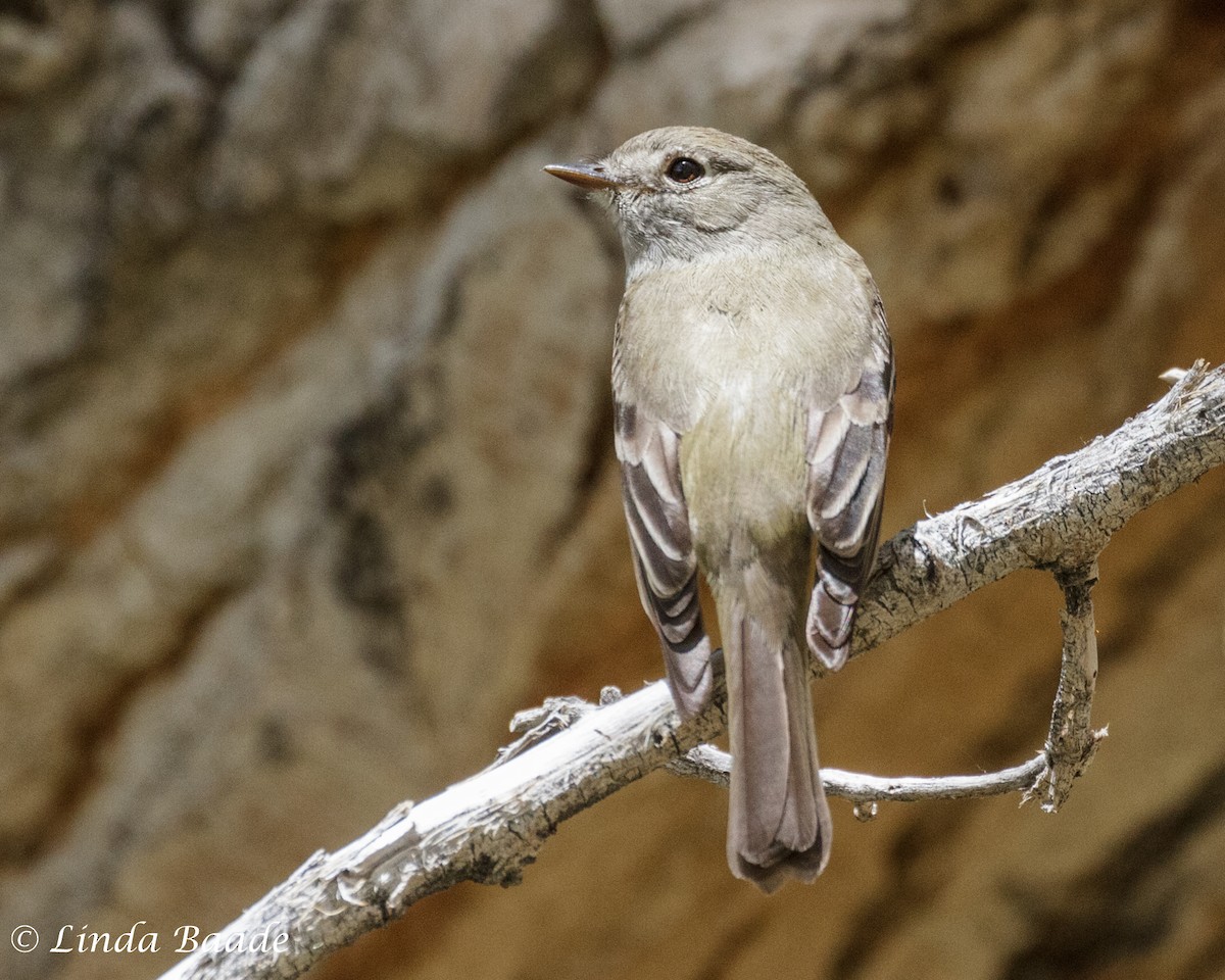 Hammond's Flycatcher - ML618601314