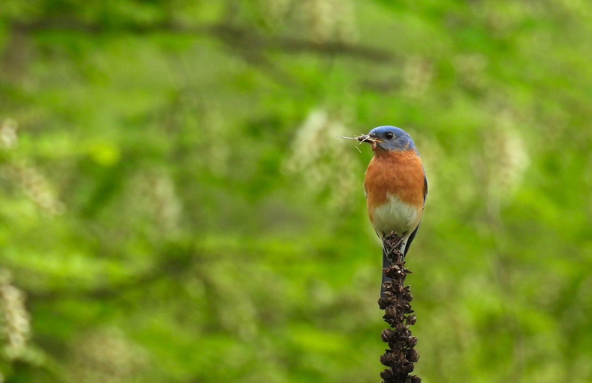 Eastern Bluebird - ML618601325