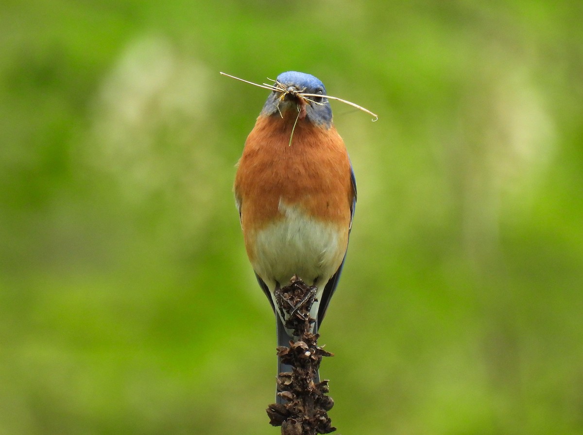 Eastern Bluebird - ML618601328