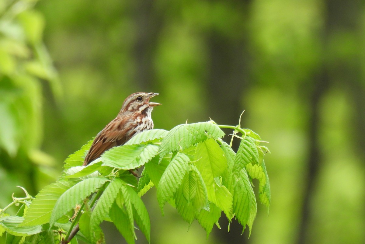 Song Sparrow - ML618601333