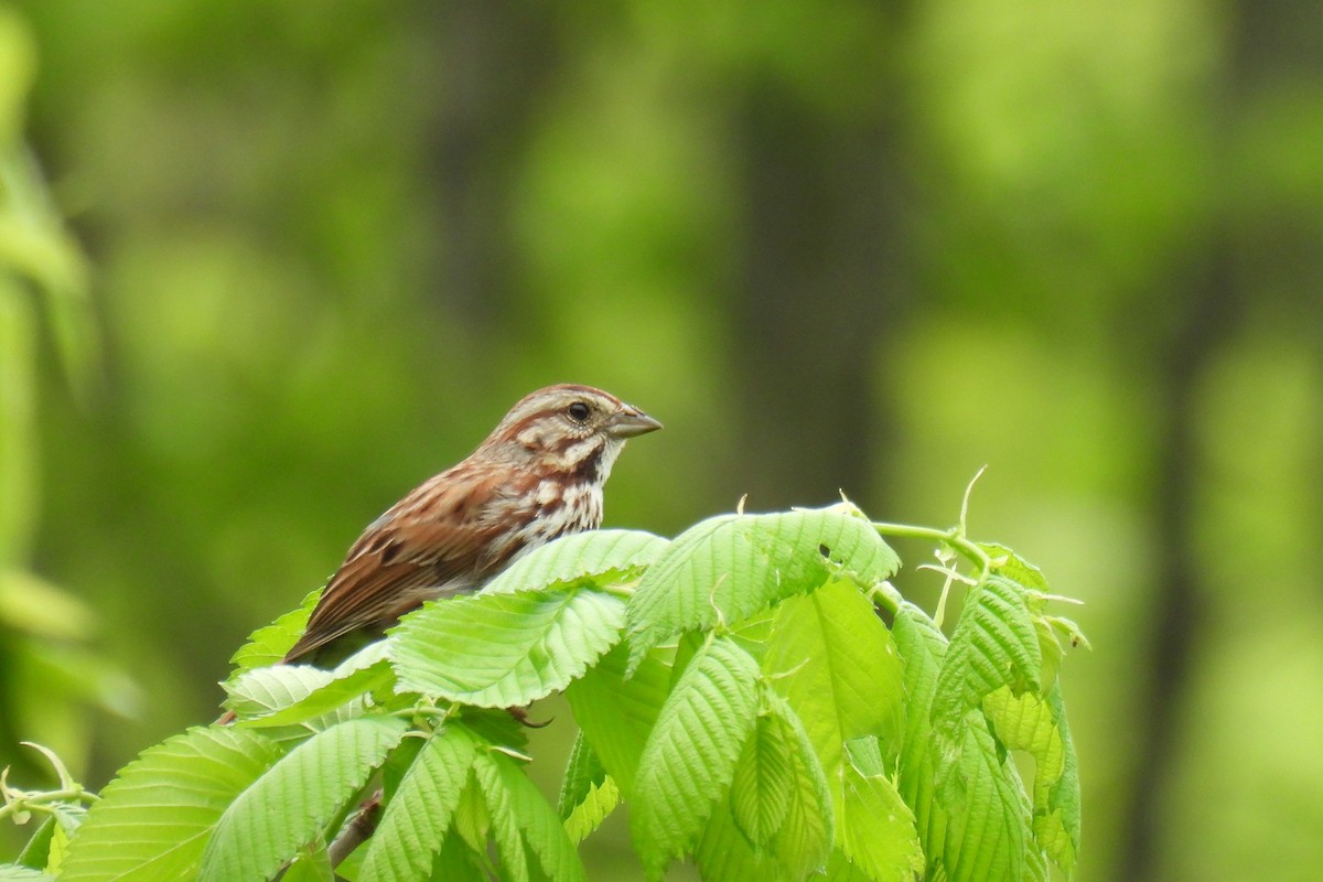 Song Sparrow - ML618601334