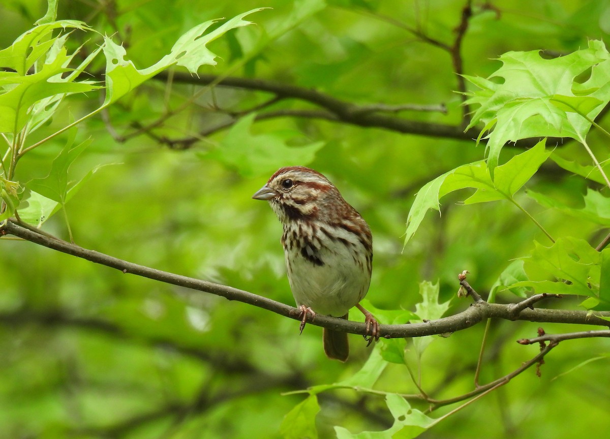 Song Sparrow - ML618601406