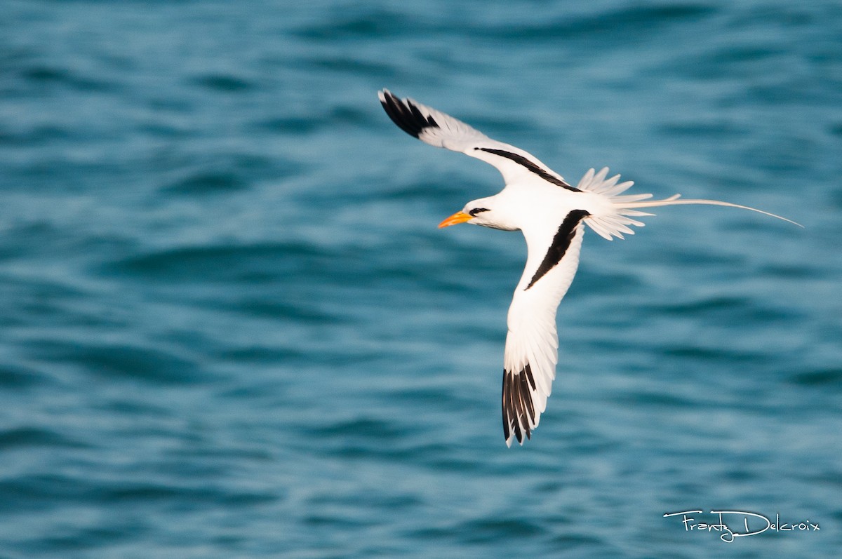 White-tailed Tropicbird - Frantz Delcroix (Duzont)