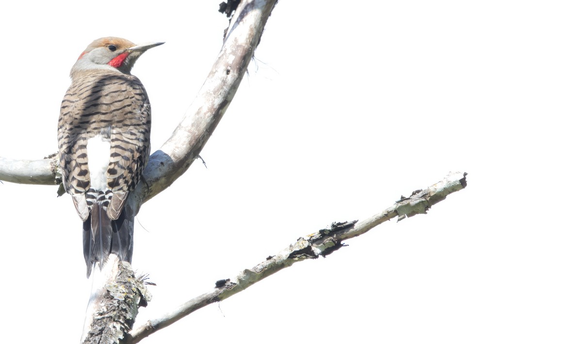 Northern Flicker (Yellow-shafted x Red-shafted) - Brent Angelo
