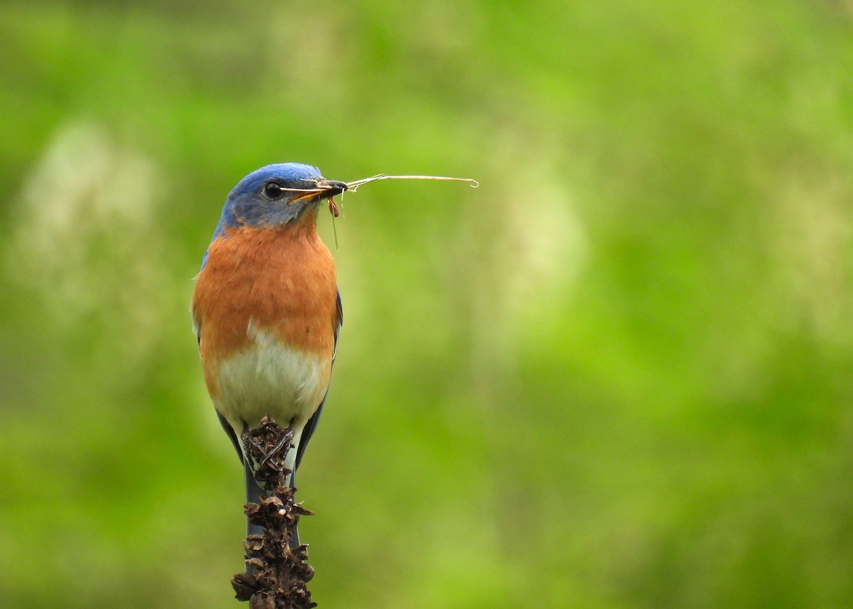 Eastern Bluebird - ML618601427