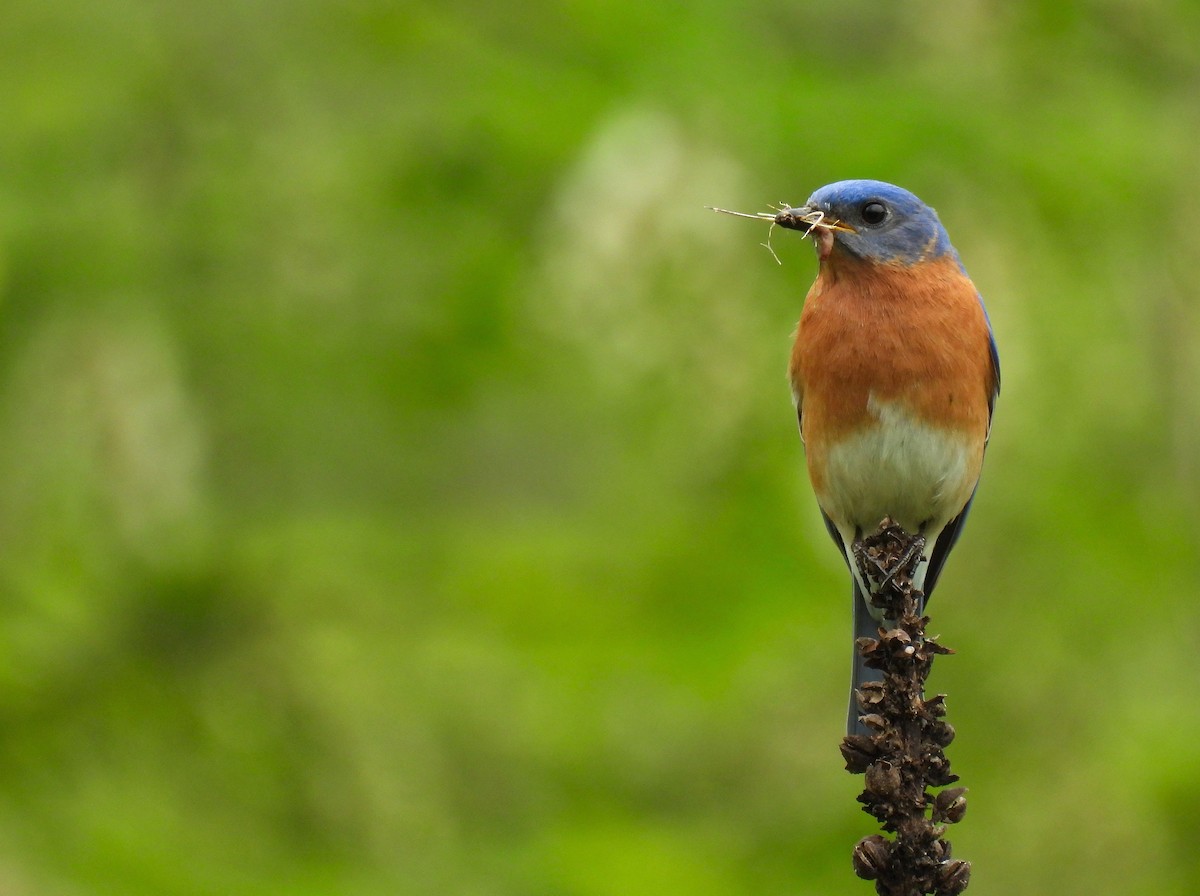 Eastern Bluebird - ML618601428