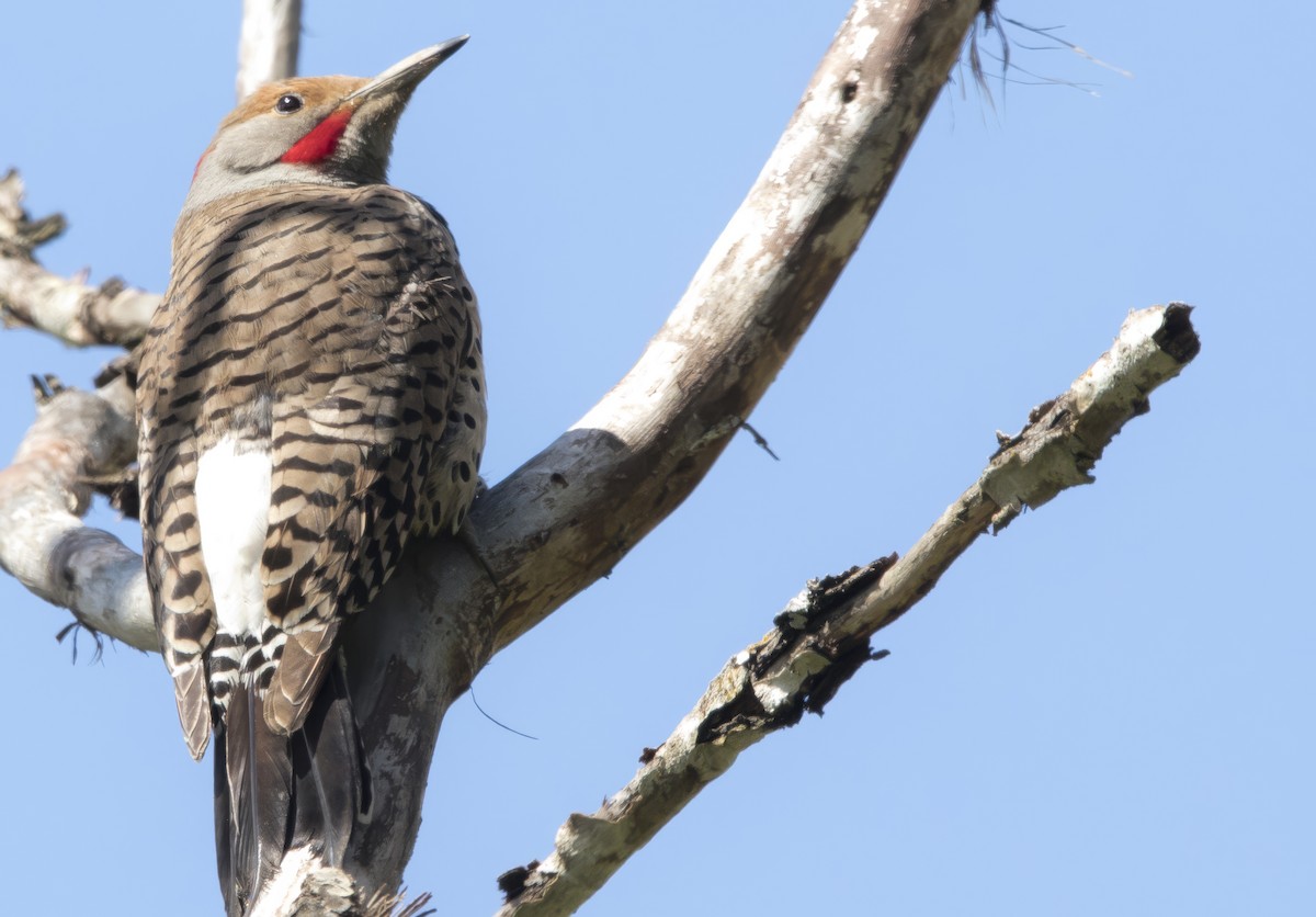 Northern Flicker (Yellow-shafted x Red-shafted) - Brent Angelo