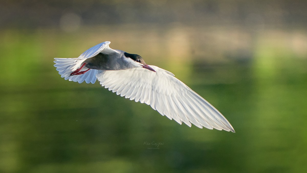 Whiskered Tern - ML618601458