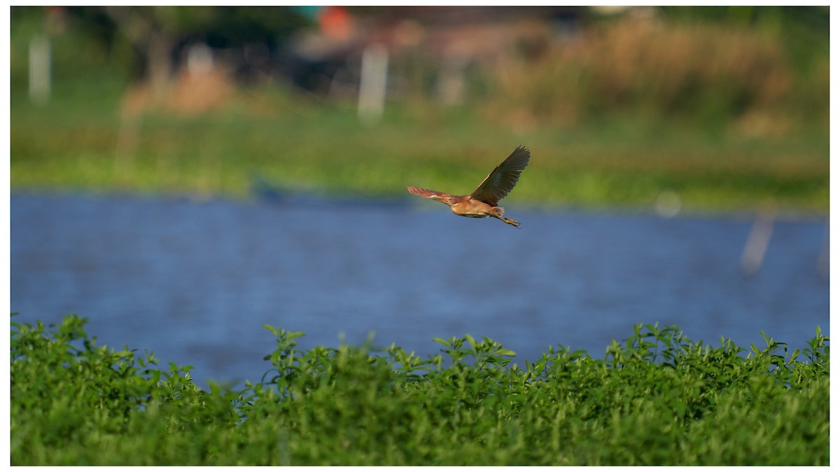 Cinnamon Bittern - ML618601468