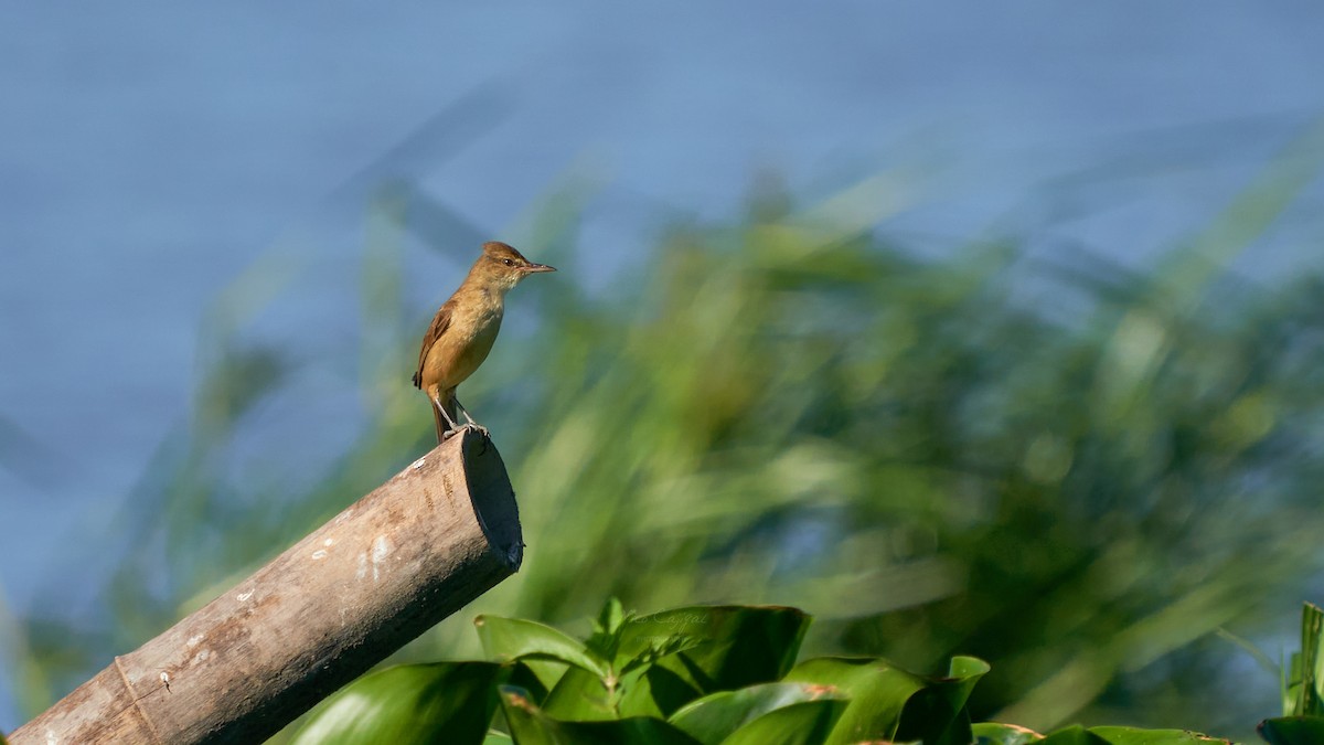 Clamorous Reed Warbler - ML618601490