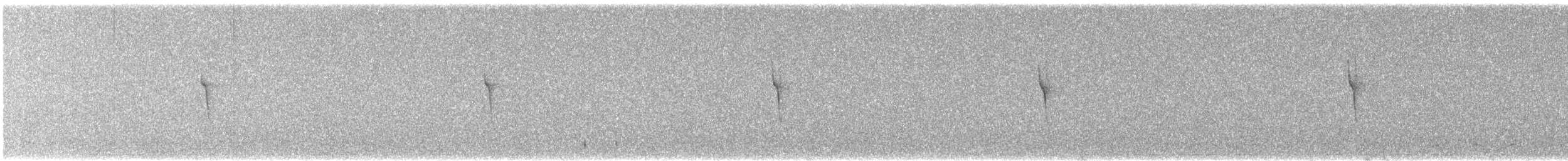 phoebe sp. - ML618601506