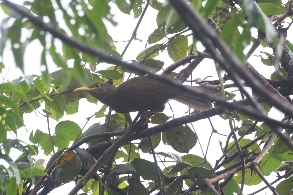 Chattering Giant-Honeyeater - ML618601523