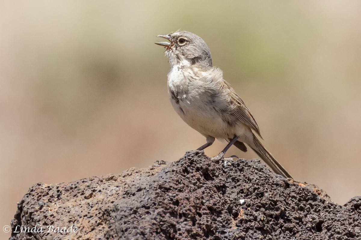 Bell's Sparrow - ML618601553