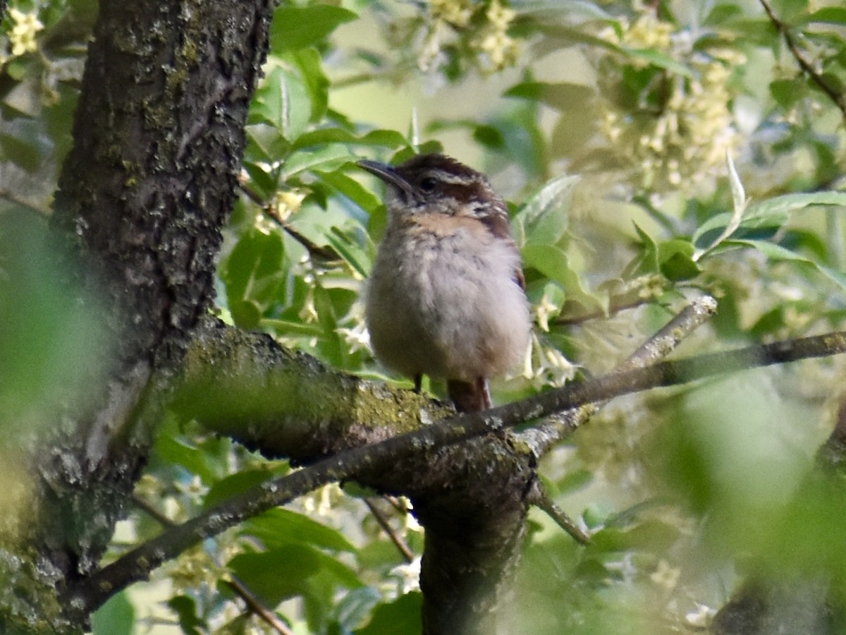 Carolina Wren - Dawn Pietrykowski