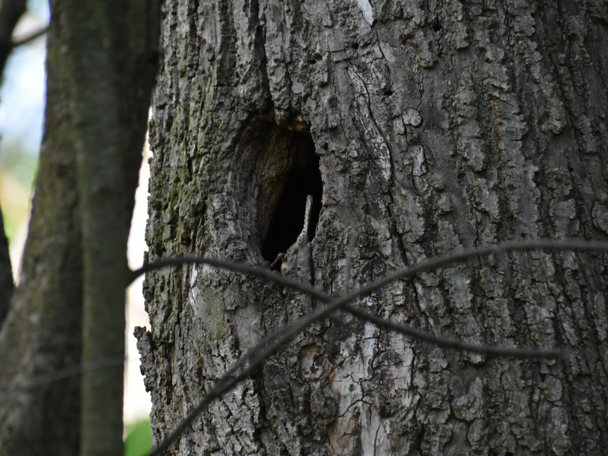 Carolina Wren - ML618601569