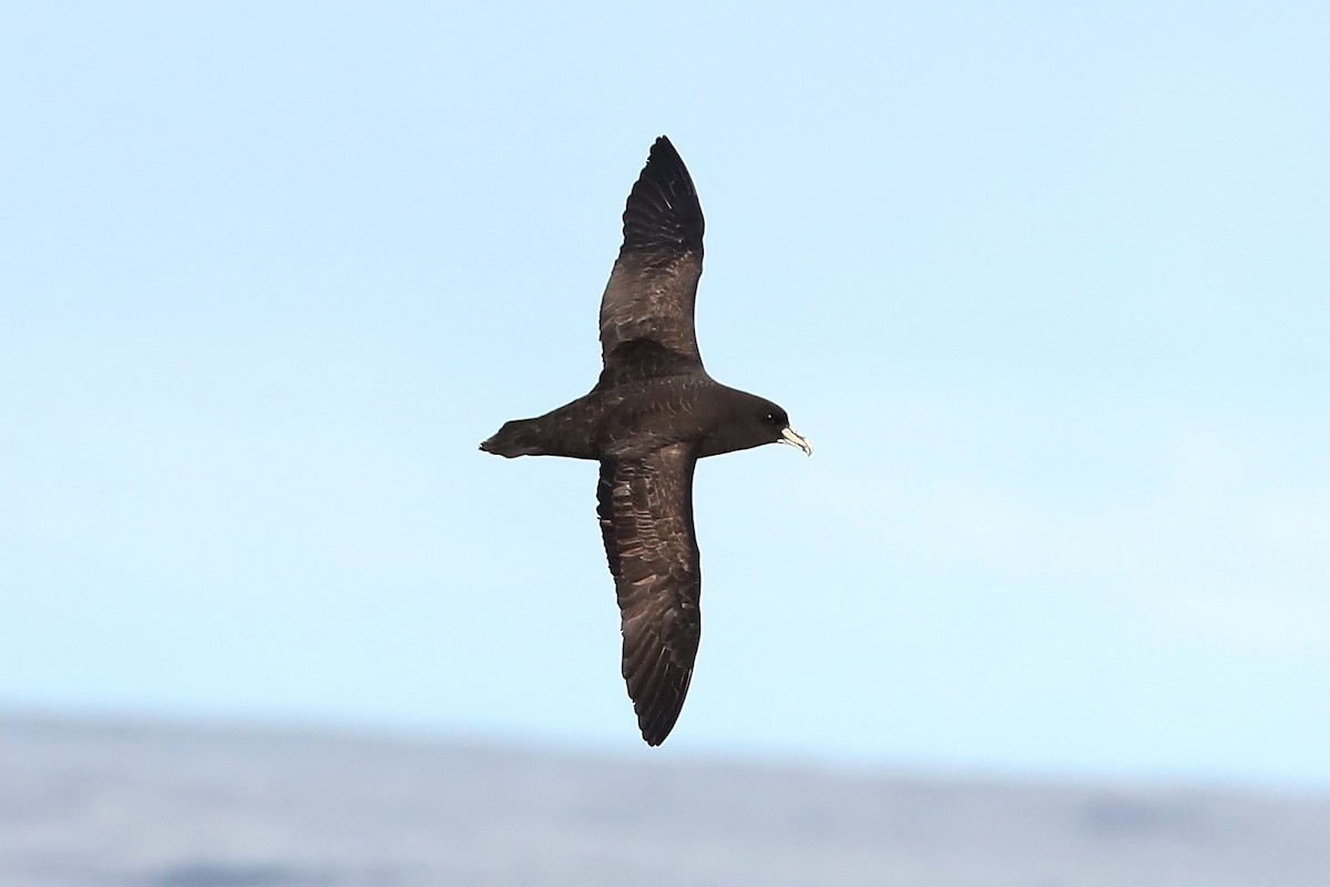 White-chinned Petrel - Peter Kyne