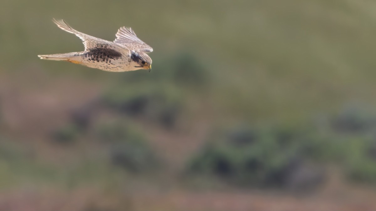 Prairie Falcon - ML618601602