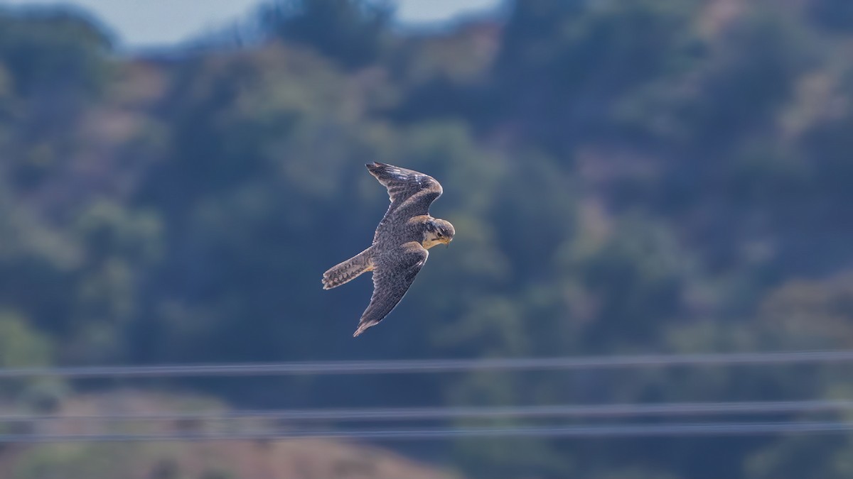 Prairie Falcon - ML618601603