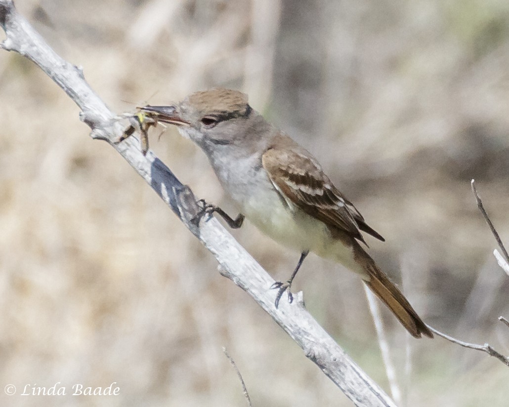 Ash-throated Flycatcher - Gerry and Linda Baade
