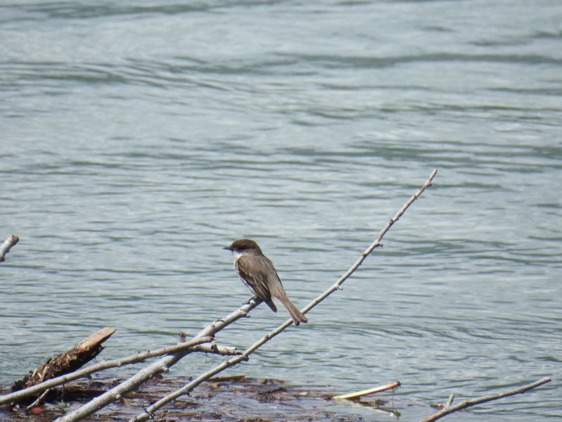 Eastern Phoebe - Paul Brown