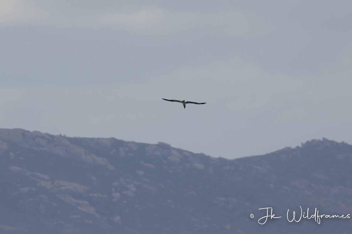 Australasian Gannet - ML618601631